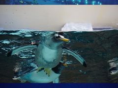 -成都浩海立方海洋公园