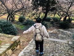 -香雪海