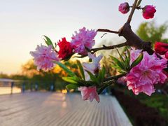 -君乐宝优致牧场