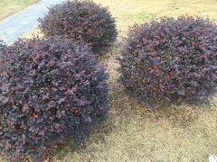 -呼吸森林·生态农庄农家乐私房菜