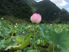 -靖西鹅泉风景区