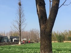 -田园东方蜜桃村的田野营地