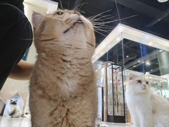 -藏猫猫咖啡主题馆(中央大道店)