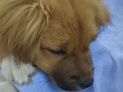 -联合动物医院(光谷诊疗中心)