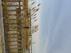 -亿利库布其七星湖沙漠生态旅游区