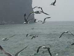 -长岛万鸟岛