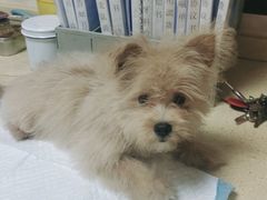 -安安宠医·安宠宠物医院