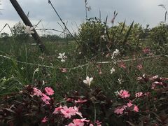 -白鹭湾湿地公园