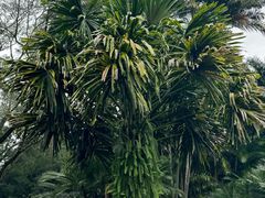 -中国科学院西双版纳热带植物园