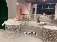-猫儿山۰猫主题餐厅