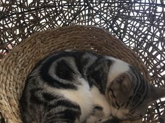 -飞行喵MR PILOT|猫舍·猫咖(静安大融城店)