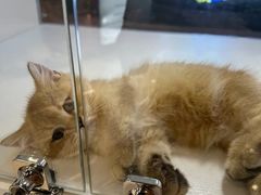 -小猫来了·猫舍(红山六九七九店)