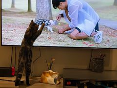 -猫大福·Fortune Cat猫舍(百子湾店)