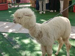 -萌宠亲子动物乐园(槐房万达店)