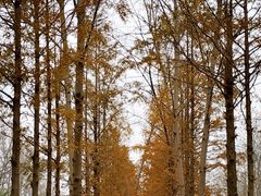 -合肥滨湖国家森林公园