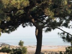 -渡海小渔村.老辈日照菜