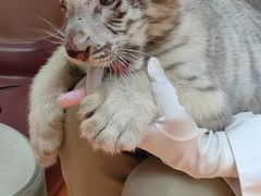 -北京野生动物园