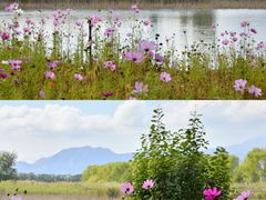 -野鸭湖国家湿地公园