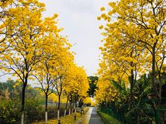 -长洲岛