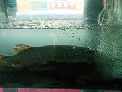 -煲来饱去冷水鱼