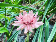 -新加坡植物园
