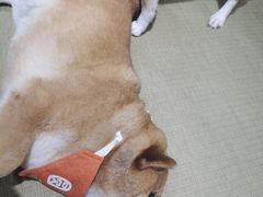 -逗柴咖啡屋·狗咖猫咖宠物桌游