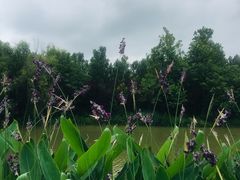 -白鹭湾湿地公园