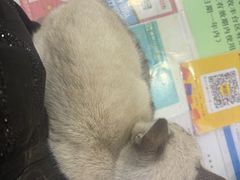 -美联众合动物医院·24h京西诊疗中心