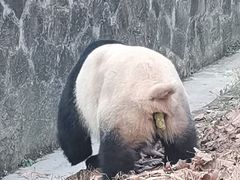 -都江堰中华大熊猫苑