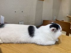 -藏猫猫咖啡主题馆(中央大道店)