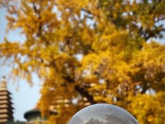 -北京石刻艺术博物馆(五塔寺)