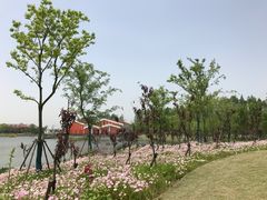 -上海长兴岛郊野公园