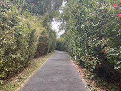 -华侨城湿地公园