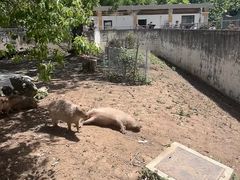 -合肥野生动物园