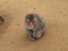 -岚山猴子公园