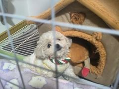 -宠颐生宠物医院·异宠猫科内科·诊疗中心宠巢店