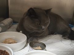 -康旭宠物医院(郑州总院)