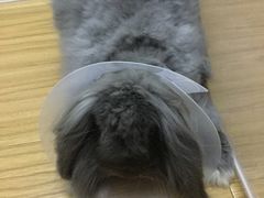 蛋蛋的忧伤～～-瑞派福兴宠物医院犬猫全科·骨科·中西医结合(河东店)