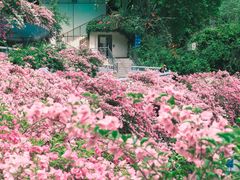 -深圳仙湖植物园-停车场