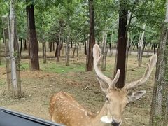 -秦皇岛野生动物园