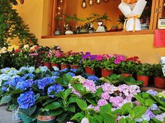 -溪岸路花鸟市场