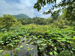-西湖风景区-江洋畈生态公园