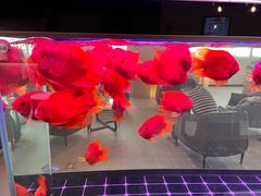 -上海和展广汽丰田4S店(老闵行店)