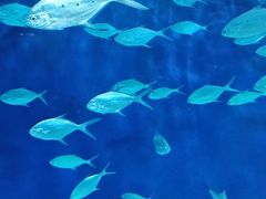 -上海海洋水族馆