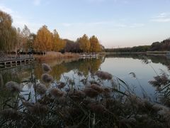 -大兴滨河森林公园