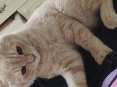-千城康桥宠物医院·猫科·骨科·心脏