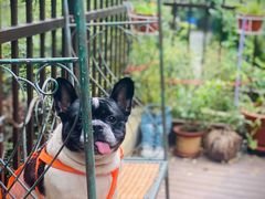 -邢大夫动物医院