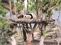 -成都大熊猫繁育研究基地