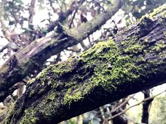 -金盆阿嬷香菇茶叶蛋(玄光店)