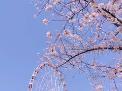 -顾村公园